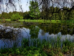 Arboretum w Bolestraszycach