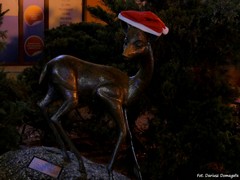 Jeleniog�rski 'jelonek'