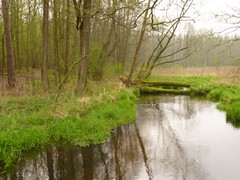 Rezerwat �r�d�o Kr�lewskie