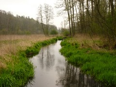 Rezerwat �r�d�o Kr�lewskie