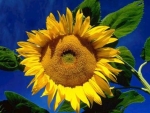 Lato