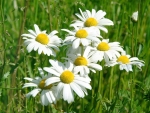 Wiosna