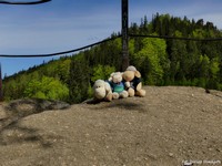 Owieczki w Rudawach ;-)