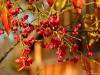 Jesie� w Muzeum Wsi Radomskiej