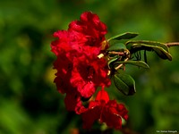 Arboretum w Bolestraszycach