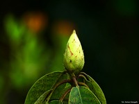 Arboretum w Bolestraszycach