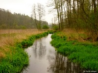 Rezerwat Kr�lewskie �r�d�a